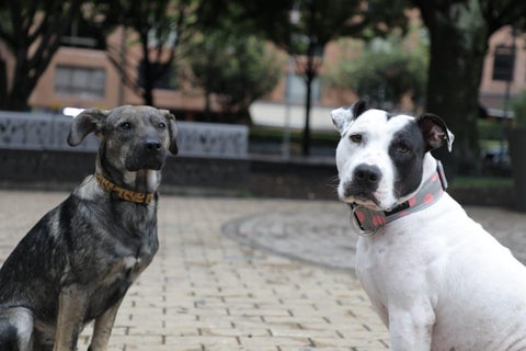 Mascotas.