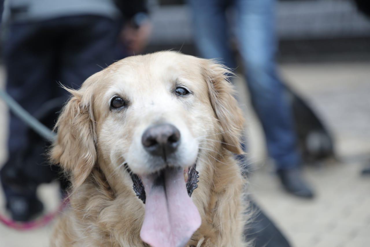 Perro- Imagen de referencia.