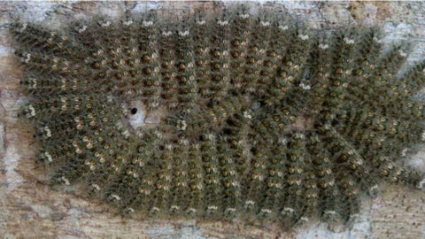 Orugas Venenosas