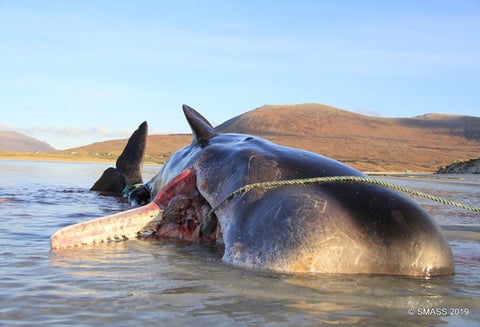Encuentran plástico en estómago de una ballena en Escocia