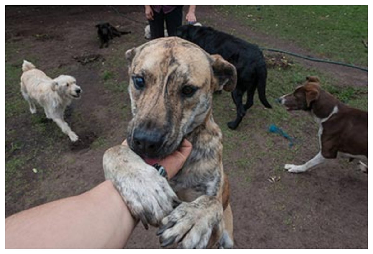 Perros