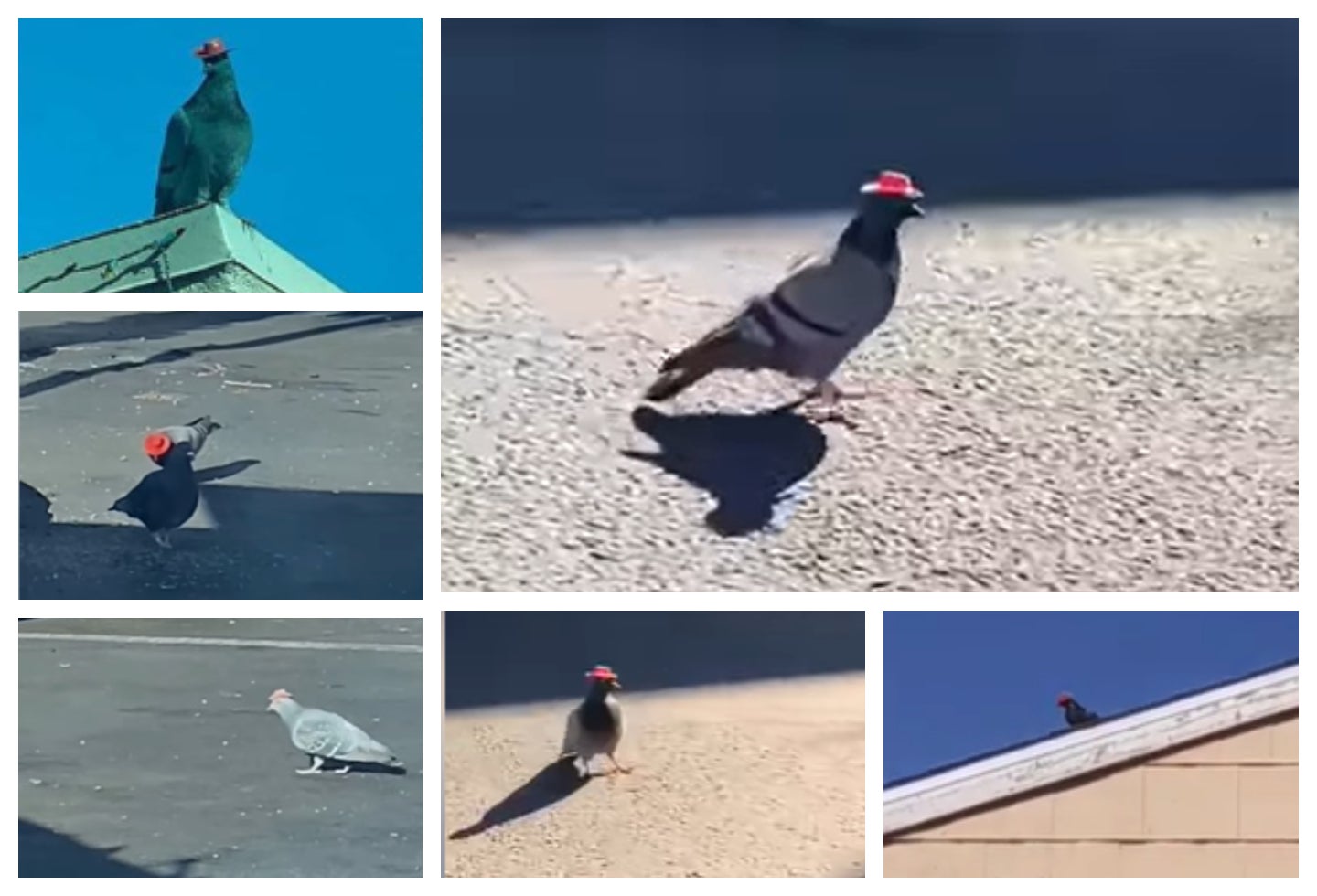 Palomas sombreros