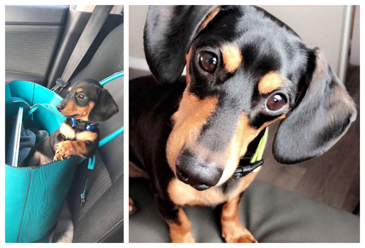 Perro Ziggy eutanasia