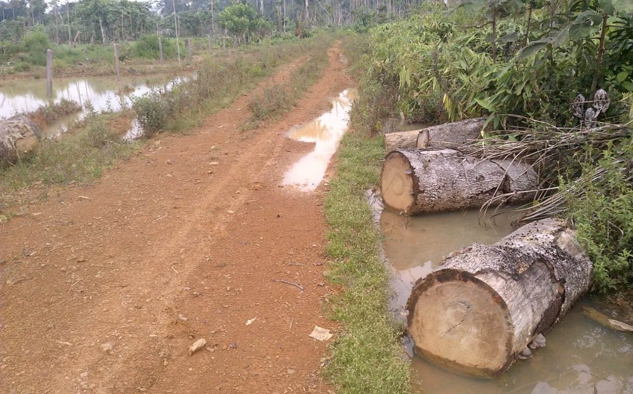 Deforestación