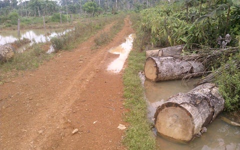 Deforestación