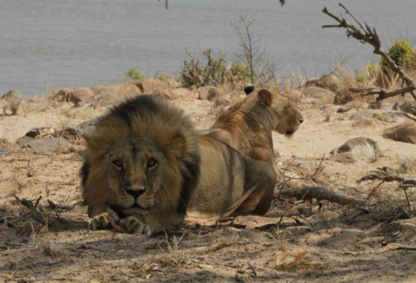 Leones