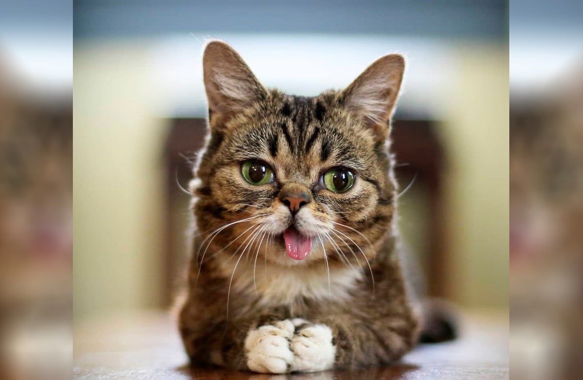 Gato Lil Bub
