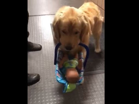 PERRO