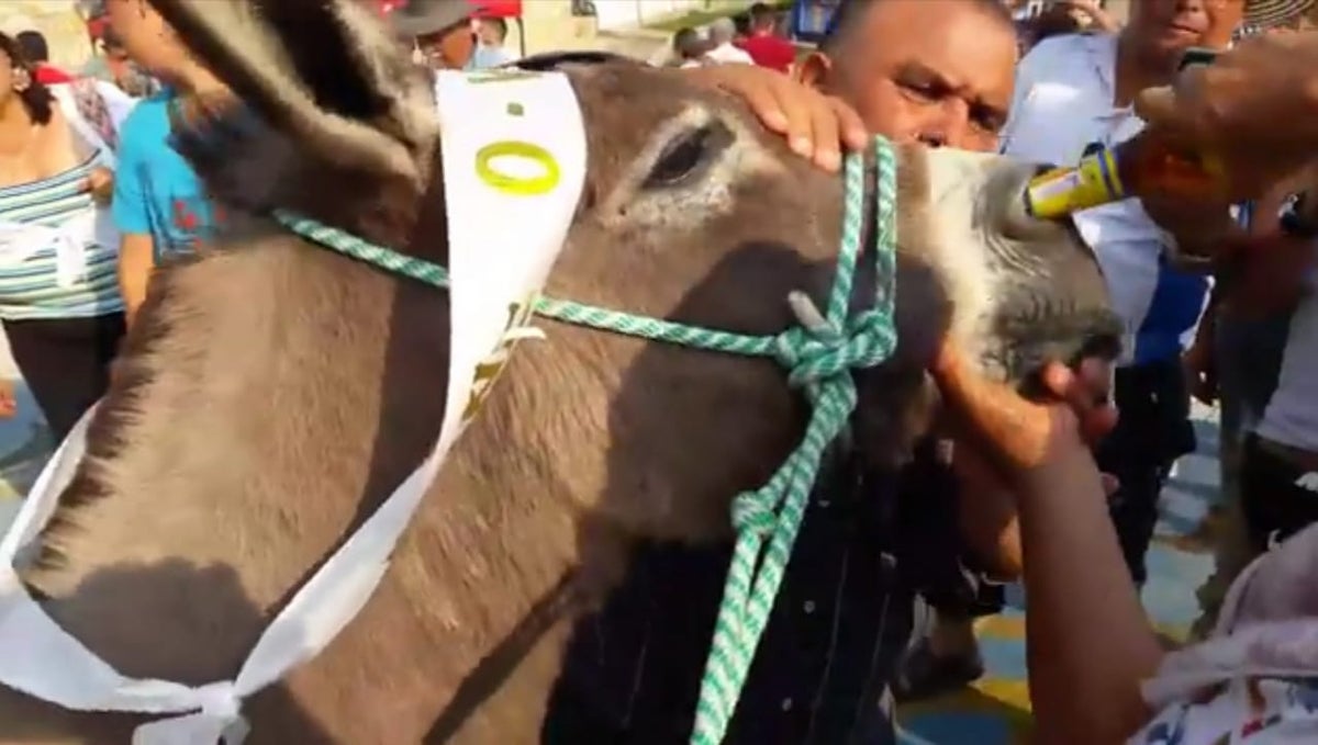 Maltrato a burros en Cundinamarca