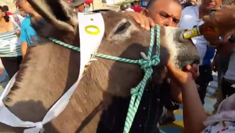 Maltrato a burros en Cundinamarca