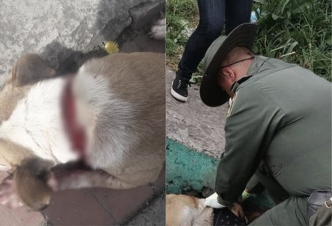 Apuñalan a perrita en Usme