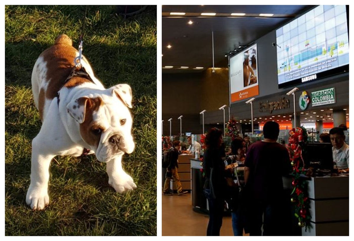 Bulldog Inglés robo