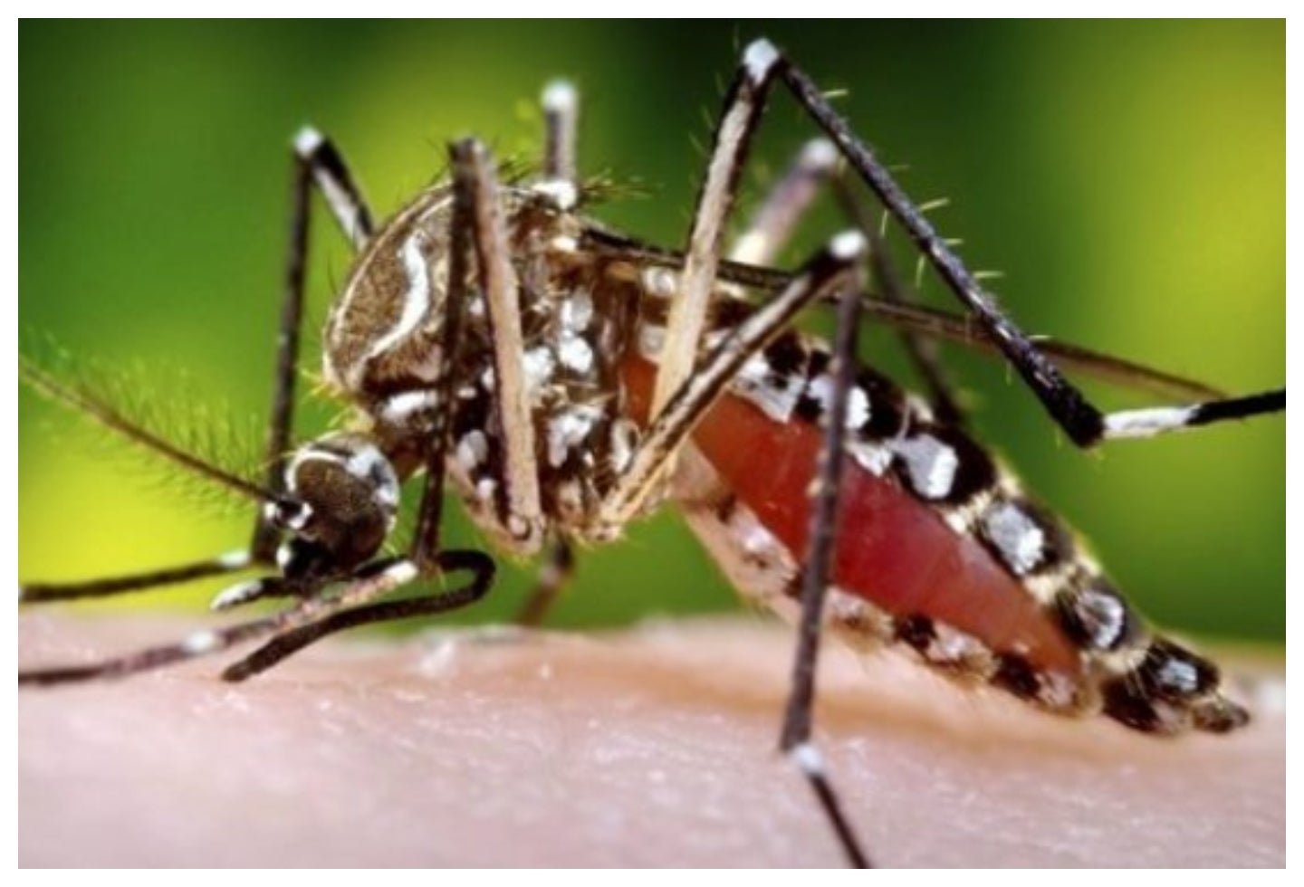 Zika