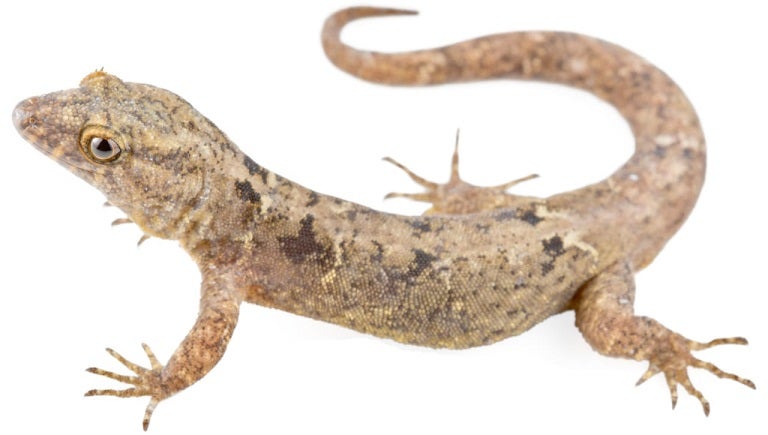 Los investigadores ya han obtenido reconocimientos internacionales.