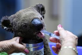 Los más de 200 focos de incendios forestales extinguieron al 50% de los koalas clave para su supervivencia.