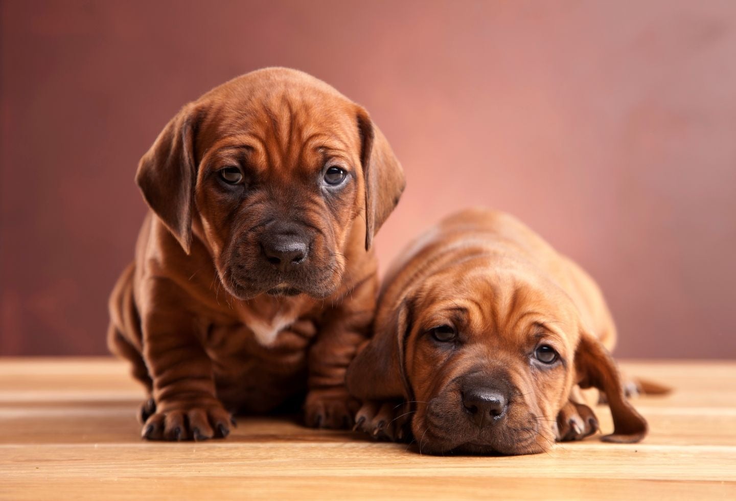 Perritos