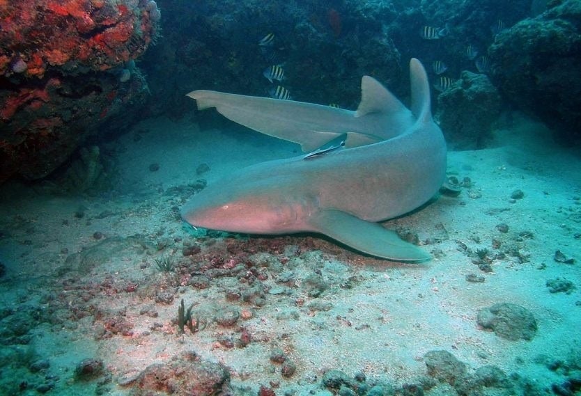 Tiburón