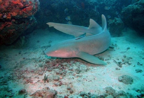 Tiburón