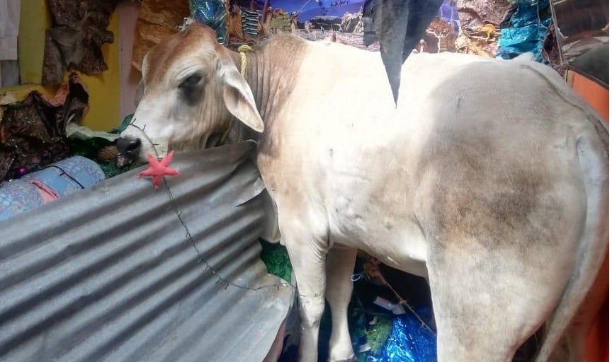 Emergencia en una vivienda de Bucaramanga tras caer una vaca en el techo