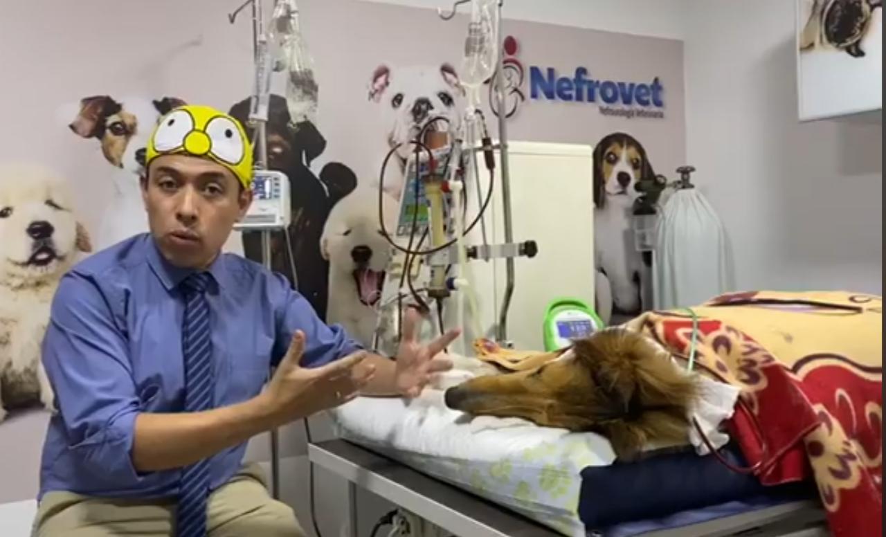 Murió Koko, el perro que salvó a sus amos de abejas africanizadas