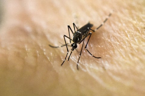 Mosquito que transmite el dengue.