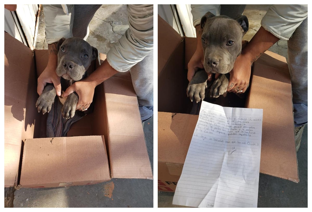 Perro abandonado
