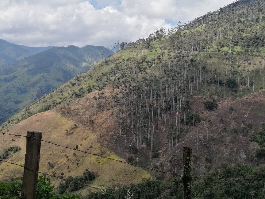Palmas de cera en el cañón del río Toche, en Tolima.