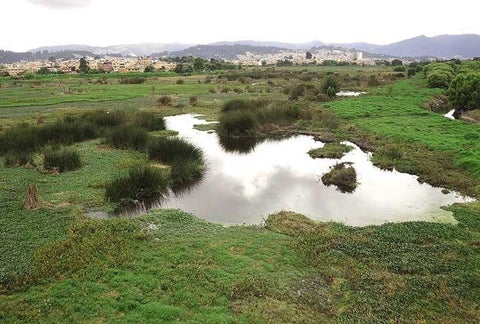 Humedal Juan Amarillo
