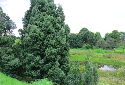 Humedal Salitre