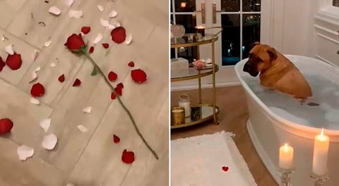 Perro arruina sorpresa