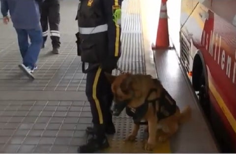 Perros anticolados de Transmilenio