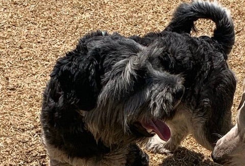 Rocky, el perro de Nairo Quintana