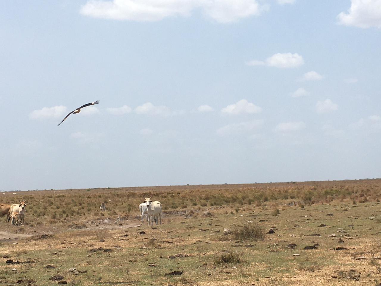 Sequía en los llanos orientales