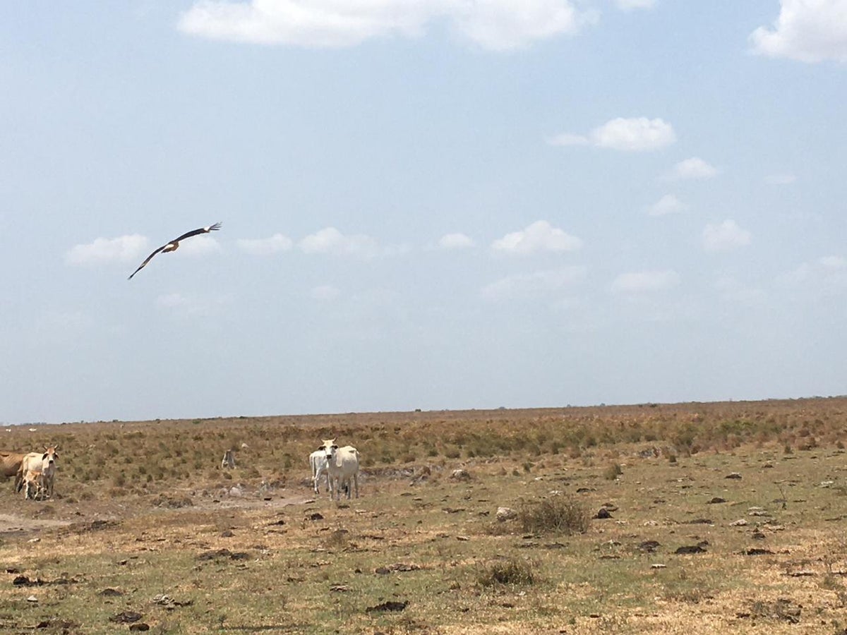 Sequía en los llanos orientales