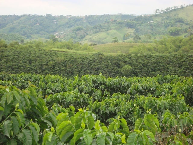 Risaralda