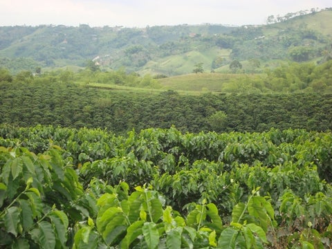 Risaralda