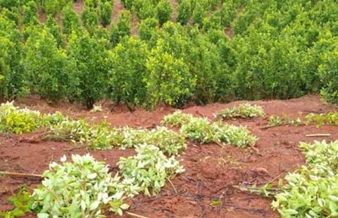 Cultivos coca