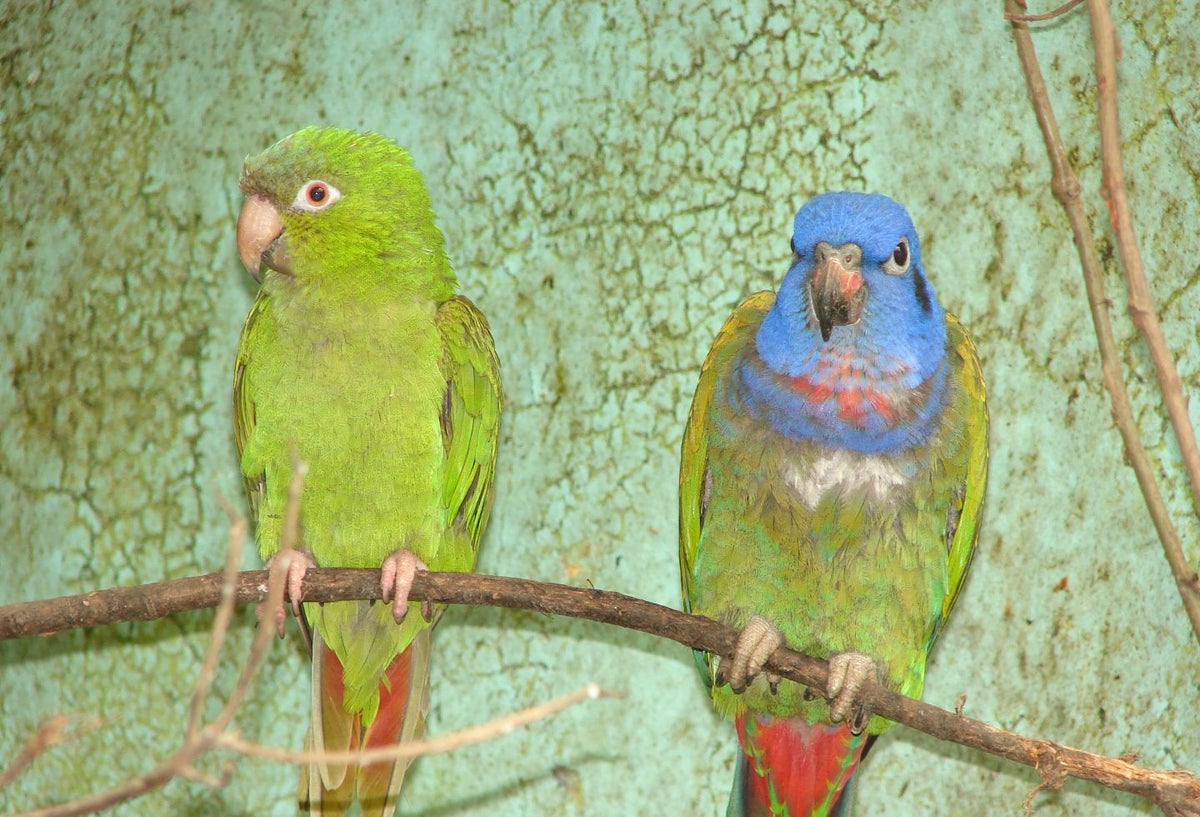 Loros