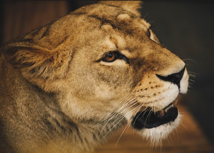 Animales en zoológico.