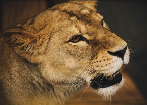 Animales en zoológico.