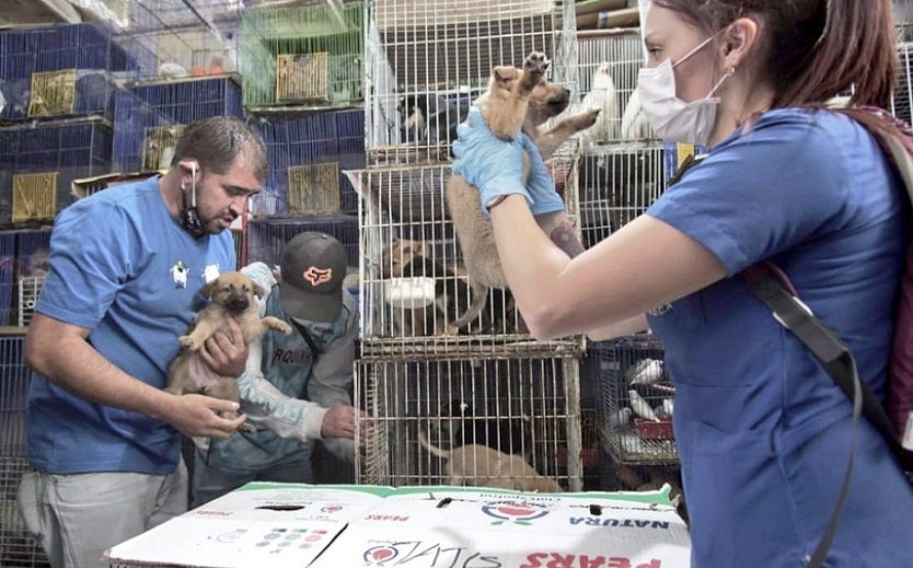 Recate de animales