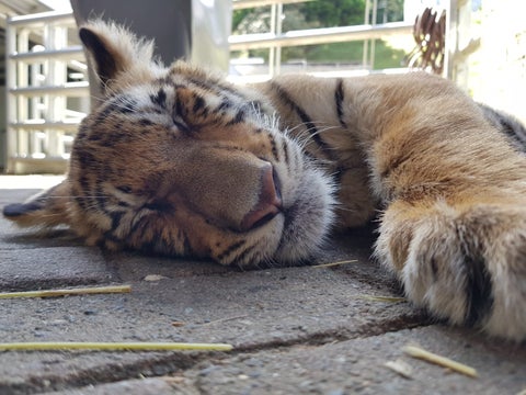 Tigre