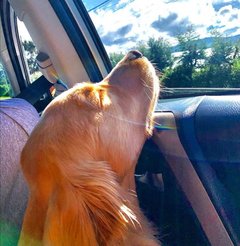 perros perro