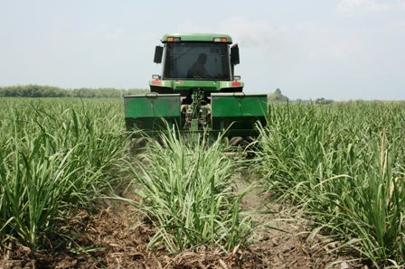 Cultivo de caña de azúcar