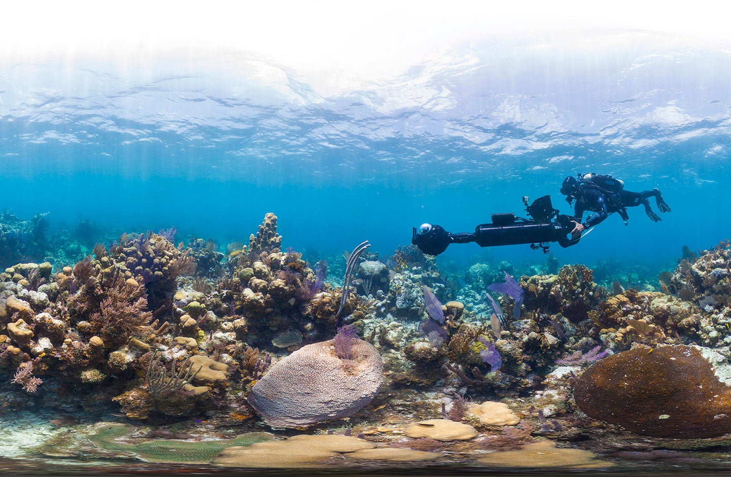 Exploración de corales