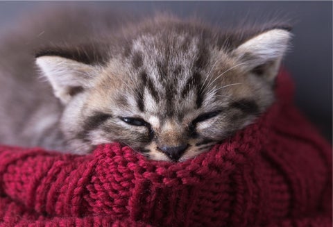 Gato