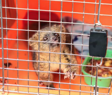 Olinguito