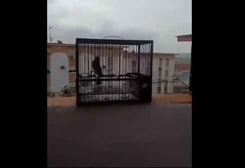 Liberación de pájaros