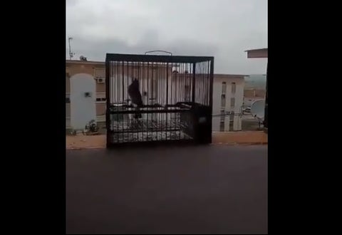Liberación de pájaros