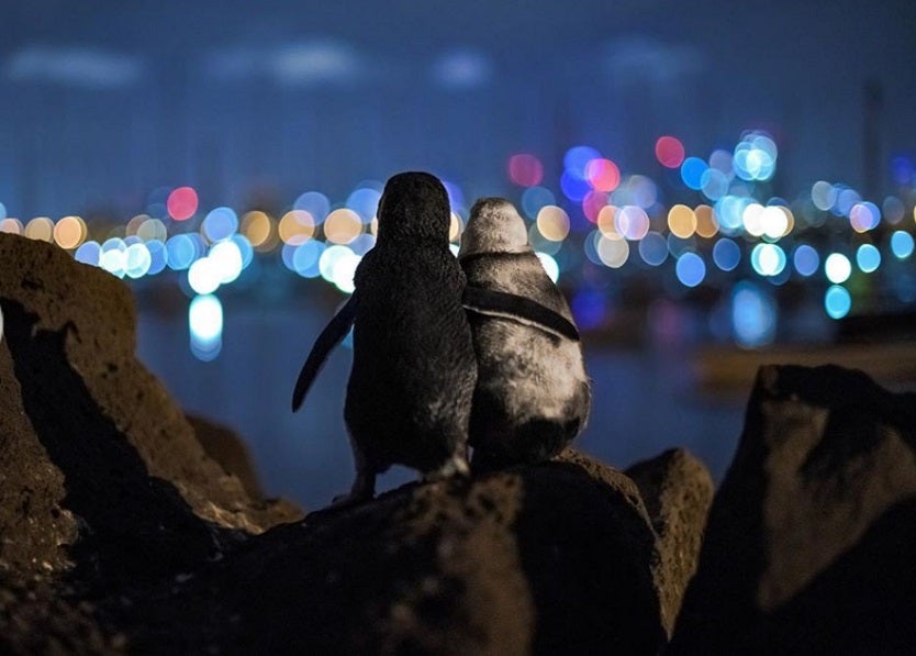 Pingüinos abrazándose